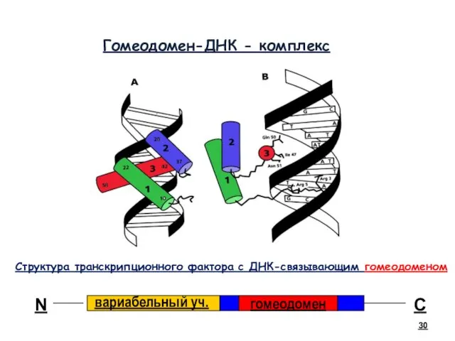 Гомеодомен-ДНК - комплекс вариабельный уч. гомеодомен N С Структура транскрипционного фактора с ДНК-связывающим гомеодоменом