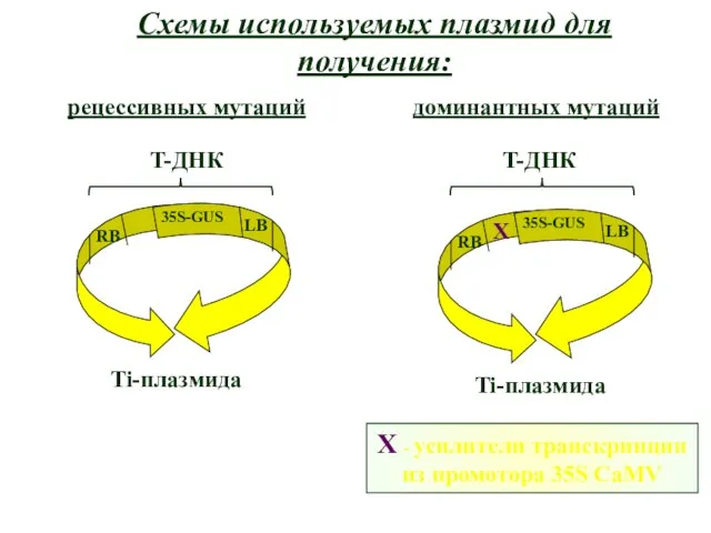 Схемы используемых плазмид для получения: рецессивных мутаций доминантных мутаций X -