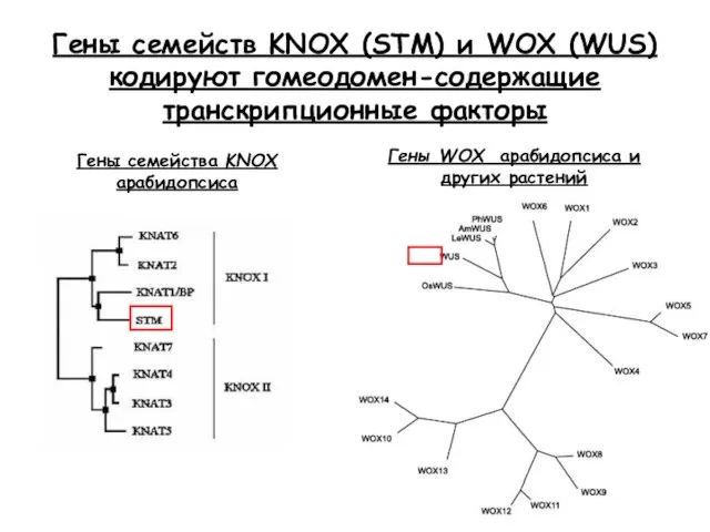 Гены семейств KNOX (STM) и WOX (WUS) кодируют гомеодомен-содержащие транскрипционные факторы