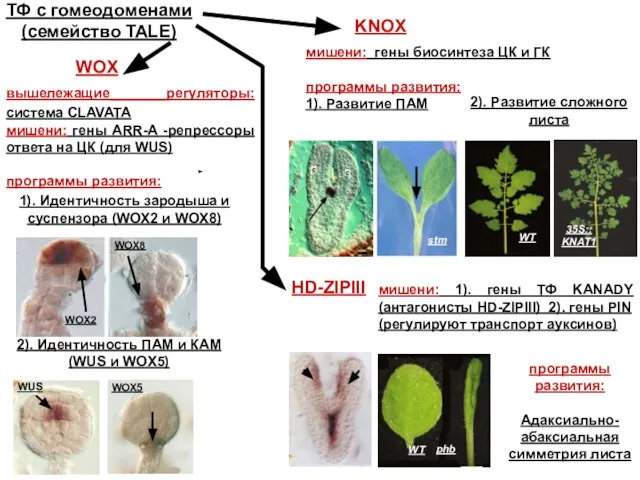 ТФ с гомеодоменами (семейство TALE) KNOX мишени: гены биосинтеза ЦК и