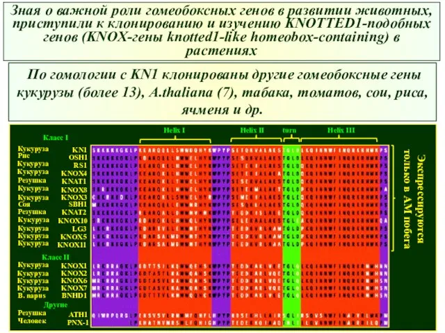 Зная о важной роли гомеобоксных генов в развитии животных, приступили к