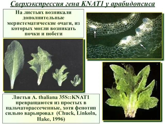 Сверхэкспрессия гена KNAT1 у арабидопсиса На листьях возникали дополнительные меристематические очаги,