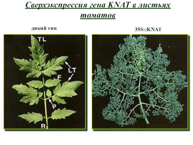 Сверхэкспрессия гена KNAT в листьях томатов дикий тип 35S::KNAT