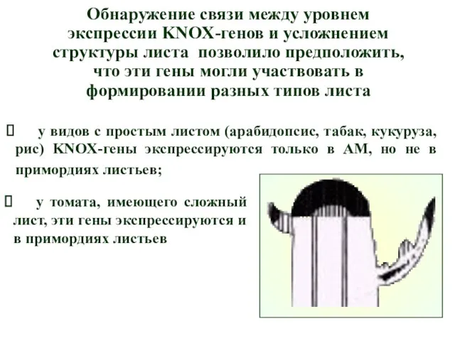 Обнаружение связи между уровнем экспрессии KNOX-генов и усложнением структуры листа позволило