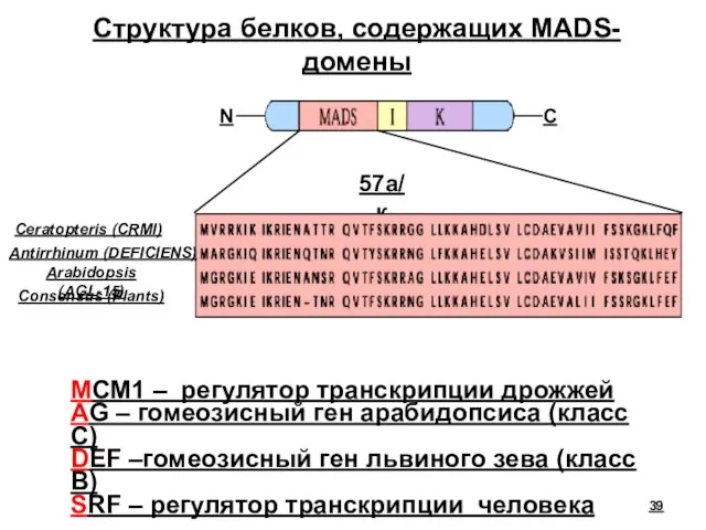 MCM1 – регулятор транскрипции дрожжей AG – гомеозисный ген арабидопсиса (класс