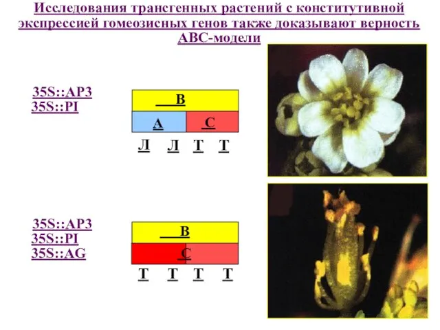 Исследования трансгенных растений с конститутивной экспрессией гомеозисных генов также доказывают верность
