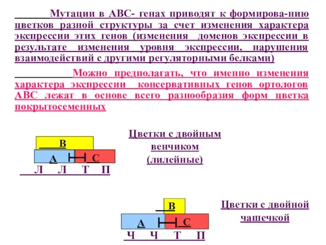 Цветки с двойным венчиком (лилейные) Цветки с двойной чашечкой Мутации в