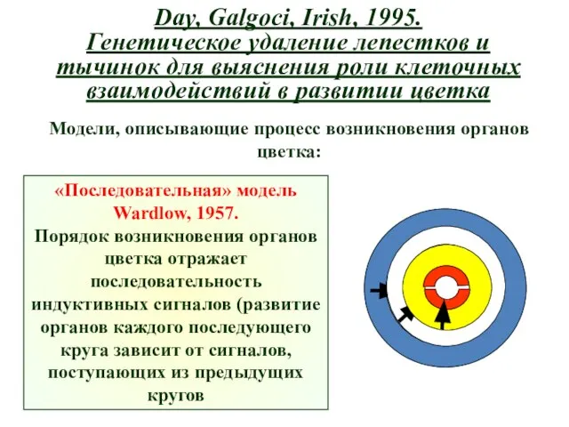 Day, Galgoci, Irish, 1995. Генетическое удаление лепестков и тычинок для выяснения