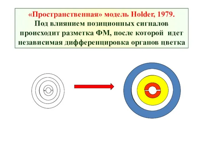 «Пространственная» модель Holder, 1979. Под влиянием позиционных сигналов происходит разметка ФМ,