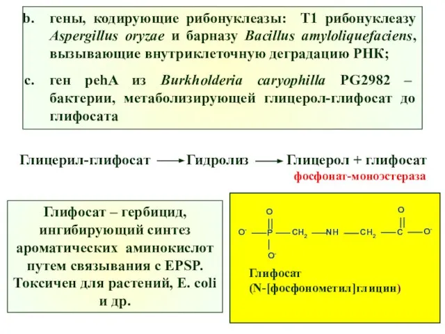 гены, кодирующие рибонуклеазы: Т1 рибонуклеазу Aspergillus oryzae и барназу Bacillus amyloliquefaciens,