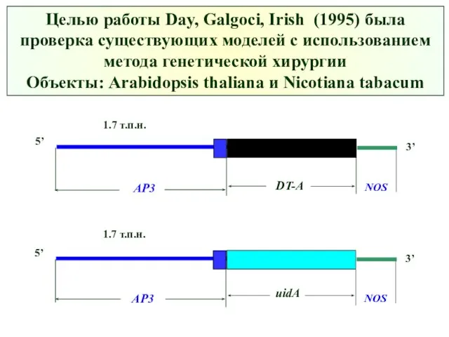 Целью работы Day, Galgoci, Irish (1995) была проверка существующих моделей с