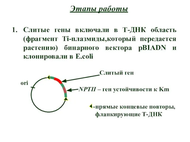 Этапы работы Слитые гены включали в Т-ДНК область (фрагмент Ti-плазмиды,который передается