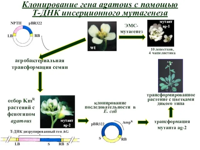 Клонирование гена agamous с помощью Т-ДНК инсерционного мутагенеза ЭМС-мутагенез 10 лепестков,