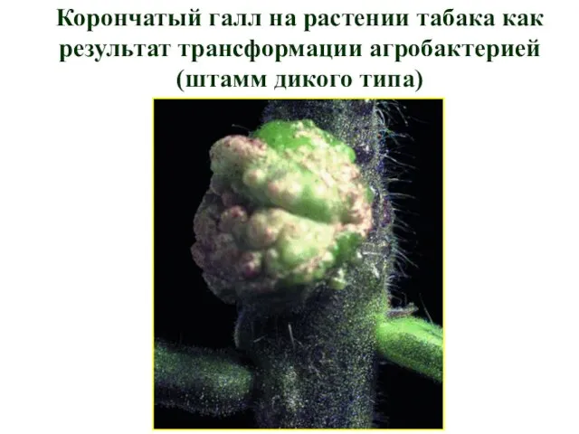 Корончатый галл на растении табака как результат трансформации агробактерией (штамм дикого типа)