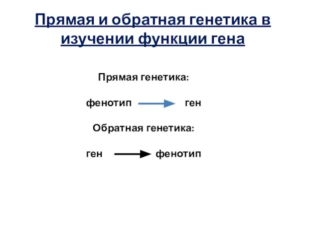 Прямая генетика: фенотип ген Обратная генетика: ген фенотип Прямая и обратная генетика в изучении функции гена