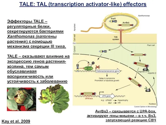 TALE: TAL (transcription activator-like) effectors Эффекторы TALE – регуляторные белки, секретируются