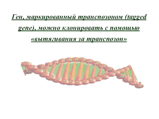 Ген, маркированный транспозоном (tagged gene), можно клонировать с помощью «вытягивания за транспозон»