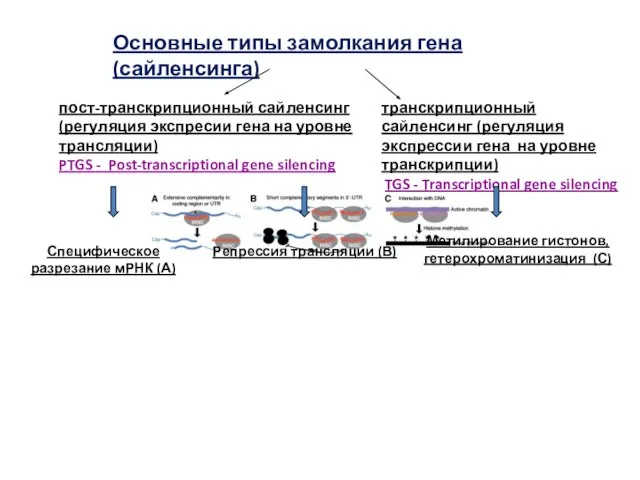 Основные типы замолкания гена (сайленсинга) пост-транскрипционный сайленсинг (регуляция экспресии гена на