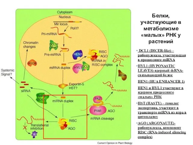 Белки, участвующие в метаболизме «малых» РНК у растений DCL1 (DICER-like) –