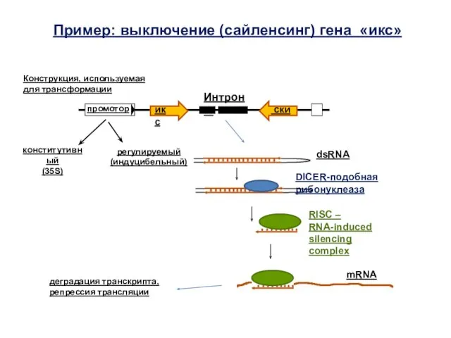 Пример: выключение (сайленсинг) гена «икс» конститутивный (35S) регулируемый (индуцибельный) Интроны промотор