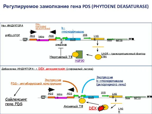 Регулируемое замолкание гена PDS (PHYTOENE DEASATURASE) LB RB RB LB 35S