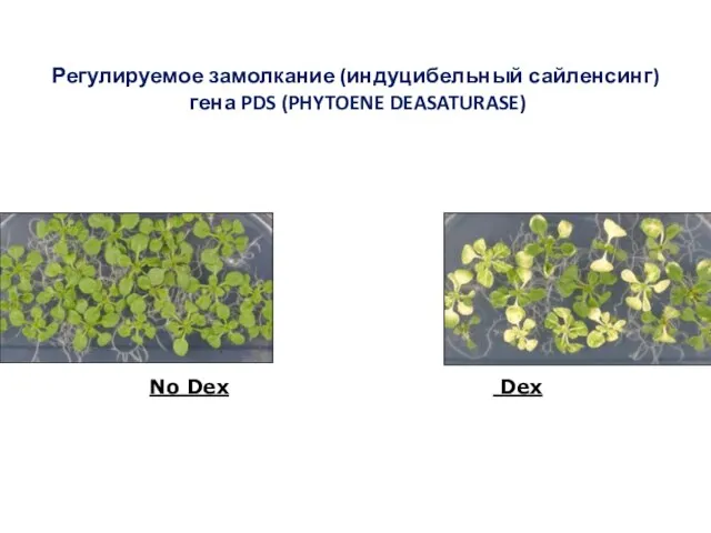 Регулируемое замолкание (индуцибельный сайленсинг) гена PDS (PHYTOENE DEASATURASE) No Dex Dex