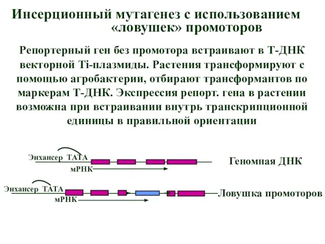 Инсерционный мутагенез с использованием «ловушек» промоторов Репортерный ген без промотора встраивают