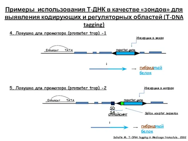 Enhancer TATA 4. Ловушка для промотора (promoter trap) -1 reporter gene