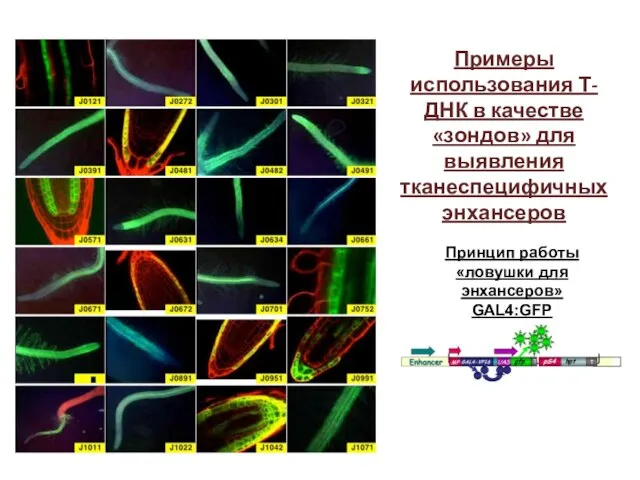 Принцип работы «ловушки для энхансеров» GAL4:GFP Примеры использования Т-ДНК в качестве «зондов» для выявления тканеспецифичных энхансеров