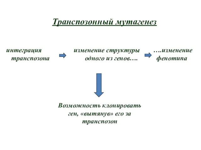 Транспозонный мутагенез интеграция изменение структуры ….изменение транспозона одного из генов…. фенотипа