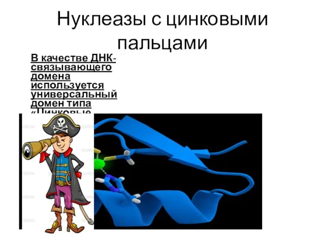 Нуклеазы с цинковыми пальцами В качестве ДНК-связывающего домена используется универсальный домен типа «Цинковые пальцы»