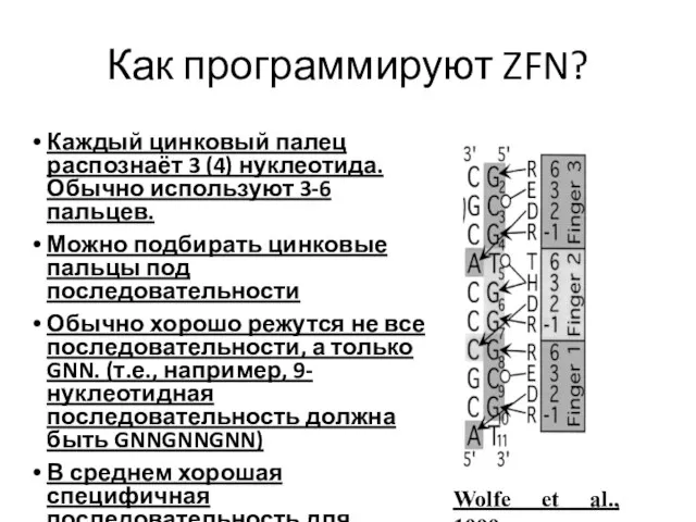 Как программируют ZFN? Wolfe et al., 1999 Каждый цинковый палец распознаёт