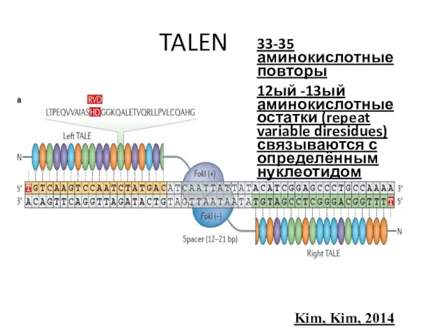 TALEN Kim, Kim, 2014 33-35 аминокислотные повторы 12ый -13ый аминокислотные остатки