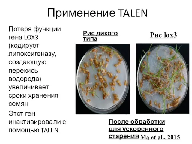 Применение TALEN Потеря функции гена LOX3 (кодирует липоксигеназу, создающую перекись водорода)