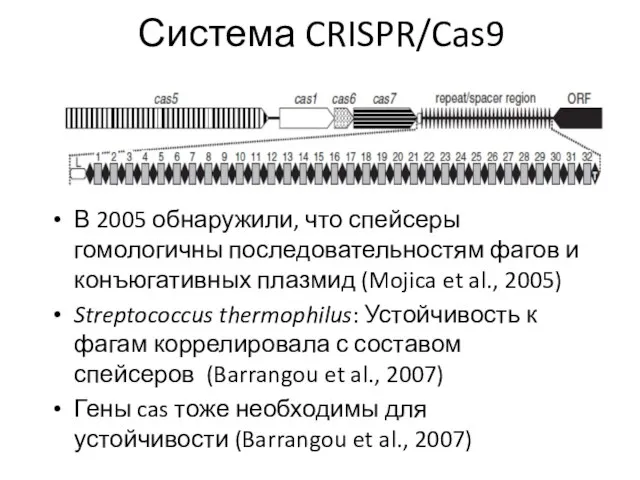 Система CRISPR/Cas9 В 2005 обнаружили, что спейсеры гомологичны последовательностям фагов и