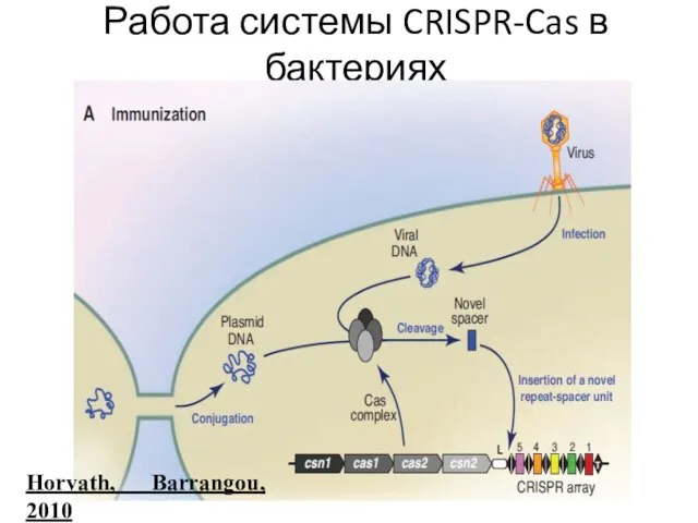 Работа системы CRISPR-Cas в бактериях Horvath, Barrangou, 2010