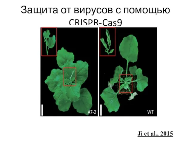 Защита от вирусов с помощью CRISPR-Cas9 Ji et al., 2015