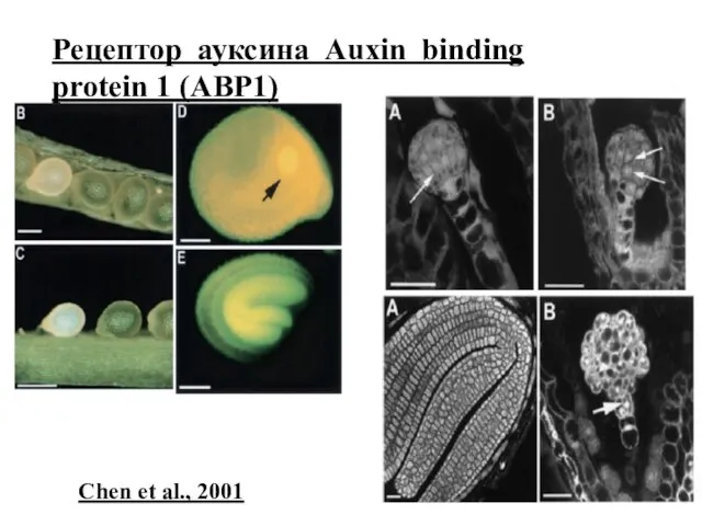 Рецептор ауксина Auxin binding protein 1 (ABP1) Chen et al., 2001