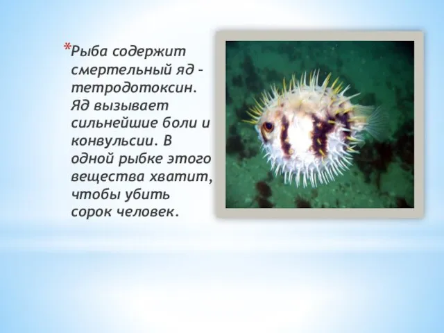 Рыба содержит смертельный яд – тетродотоксин. Яд вызывает сильнейшие боли и