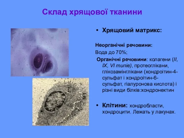 Склад хрящової тканини Хрящовий матрикс: Неорганічні речовини: Вода до 70%; Органічні