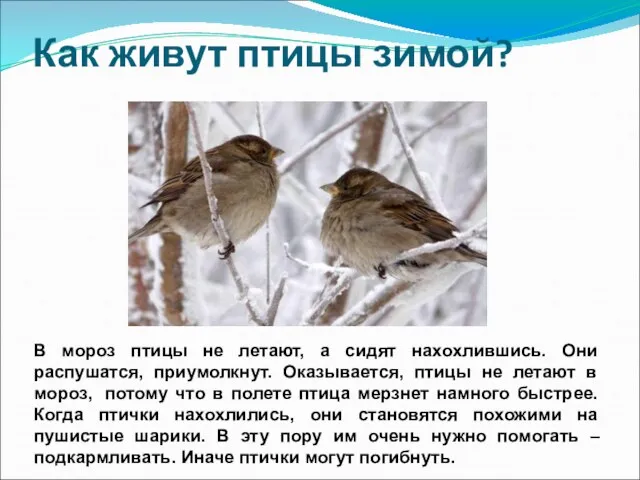 Как живут птицы зимой? В мороз птицы не летают, а сидят