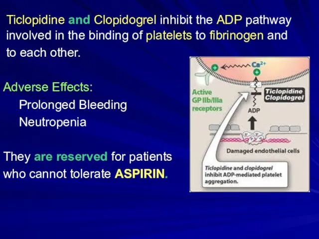 Ticlopidine and Clopidogrel inhibit the ADP pathway involved in the binding