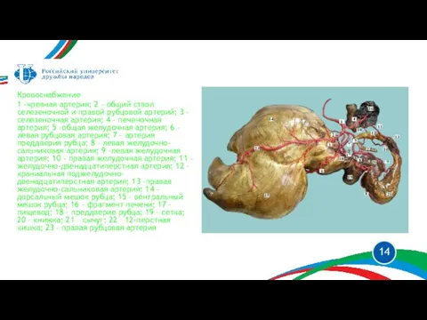 Кровоснабжение 1 –чревная артерия; 2 – общий ствол селезеночной и правой