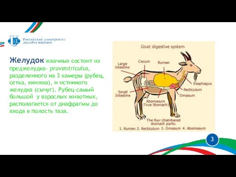 Желудок жвачных состоит из преджелудка- proventriculus, разделенного на 3 камеры (рубец,