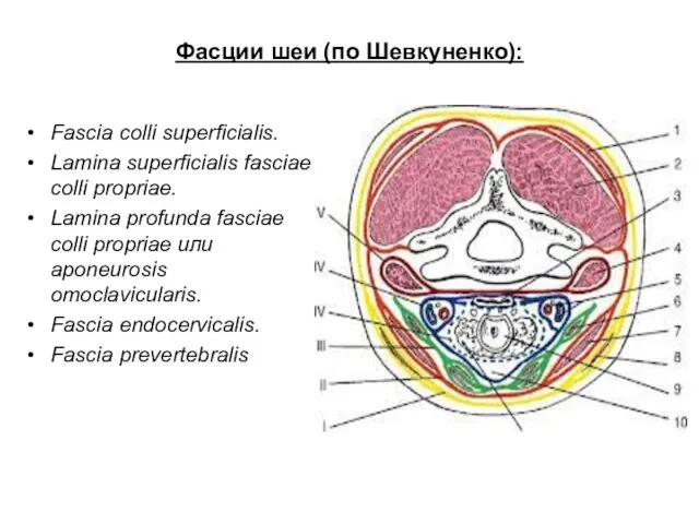 Фасции шеи (по Шевкуненко): Fascia colli superficialis. Lamina superficialis fasciae colli
