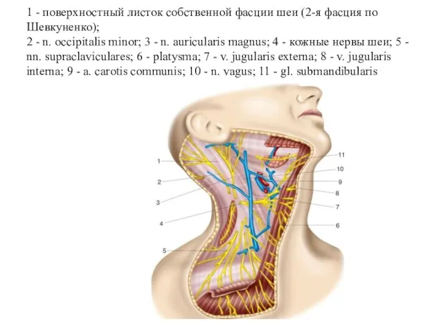 1 - поверхностный листок собственной фасции шеи (2-я фасция по Шевкуненко);