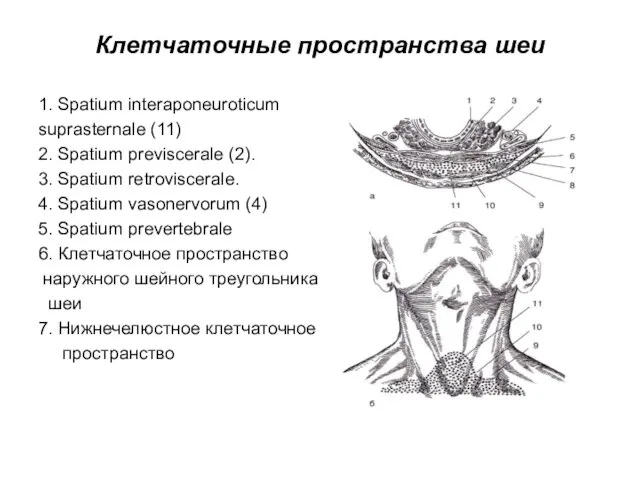 Клетчаточные пространства шеи 1. Spatium interaponeuroticum suprasternale (11) 2. Spatium previscerale