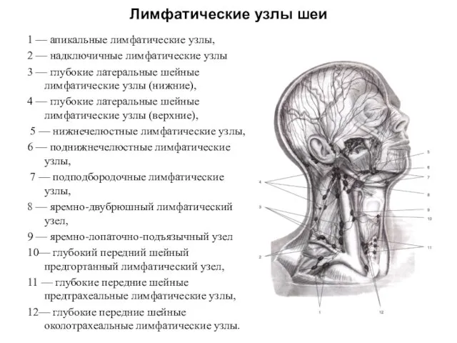 Лимфатические узлы шеи 1 — апикальные лимфатические узлы, 2 — надключичные