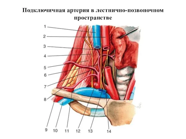 Подключичная артерия в лестнично-позвоночном пространстве