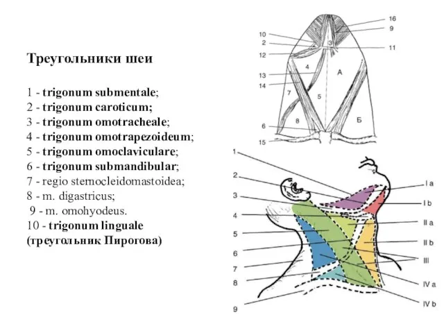 Треугольники шеи 1 - trigonum submentale; 2 - trigonum caroticum; 3